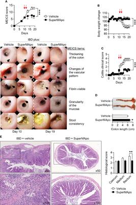 Pro-Resolving Factors Released by Macrophages After Efferocytosis Promote Mucosal Wound Healing in Inflammatory Bowel Disease